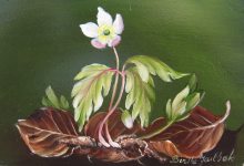 Blomstermaleri af en hvid anemone